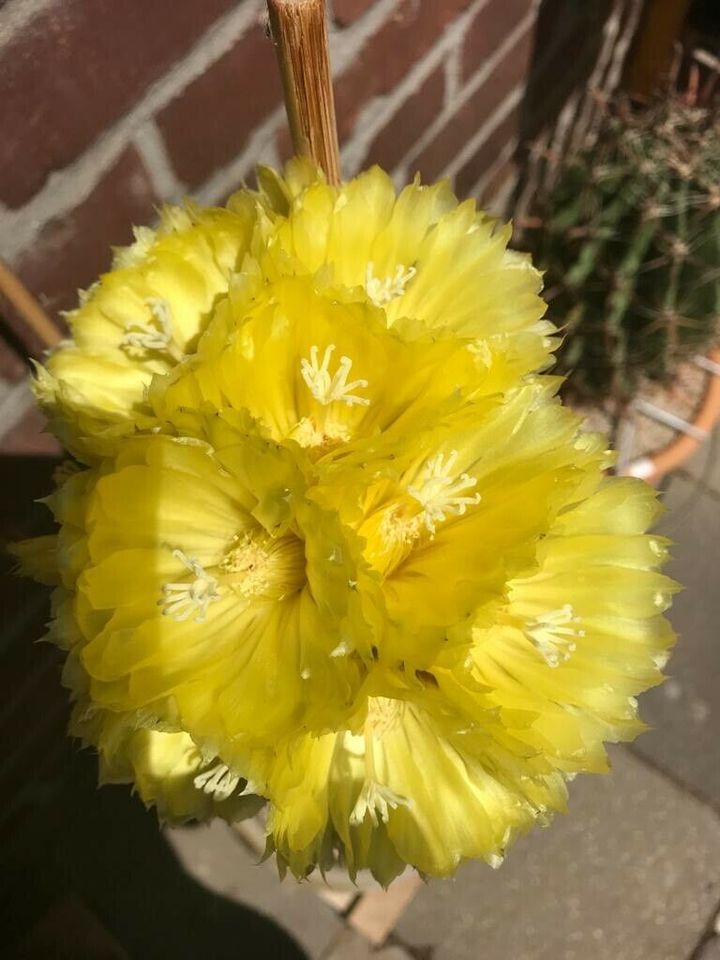 3 Notocactus lenninghausii, ist Parodia lenninghausii, Eriocactus in Jülich