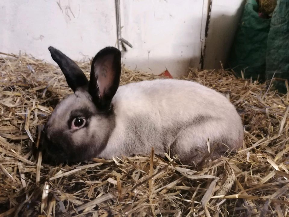 Sallander Kaninchen Rammler, tätowiert in Haltern am See