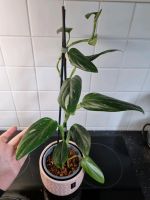 Monstera standleyana Dresden - Striesen-West Vorschau