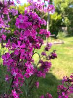 PECHNELKE Blumensamen, Staude, Samen 1,70€ Nordrhein-Westfalen - Eschweiler Vorschau