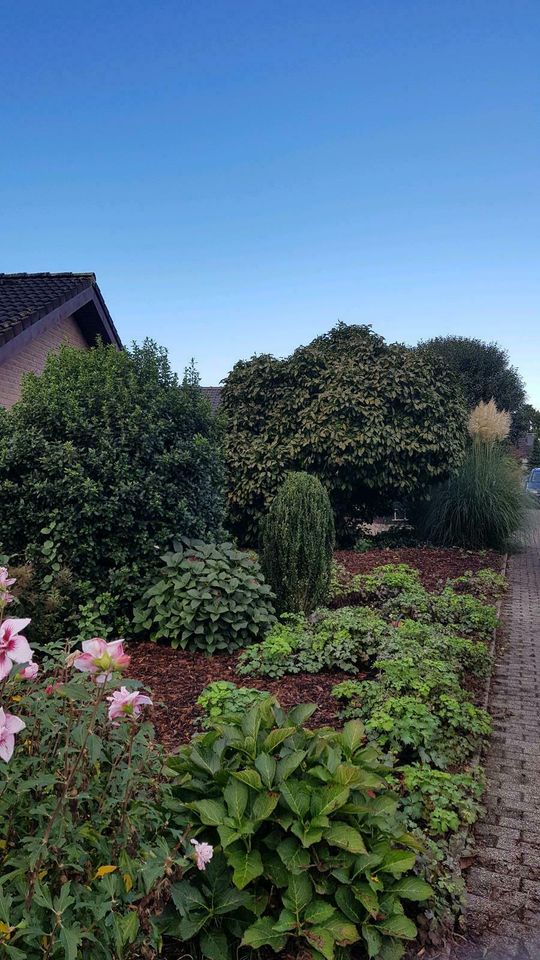 Sträucher schneiden Hecke Garten Weißdorn liguster Lorbeerschnitt in Goch