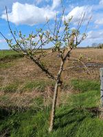 Obstbaum Apfelbaum ca 190cm Niedersachsen - Südbrookmerland Vorschau