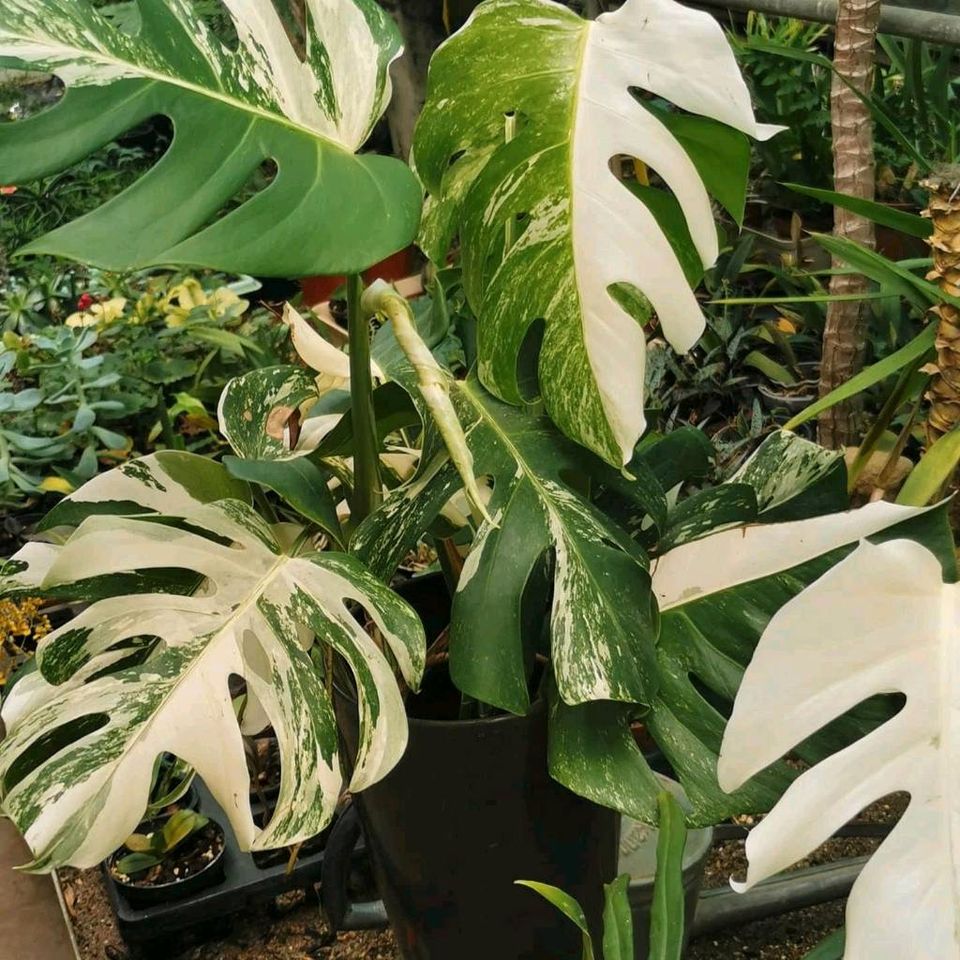 philodendron monstera Albo weiß White variegata deliciosa in Göppingen