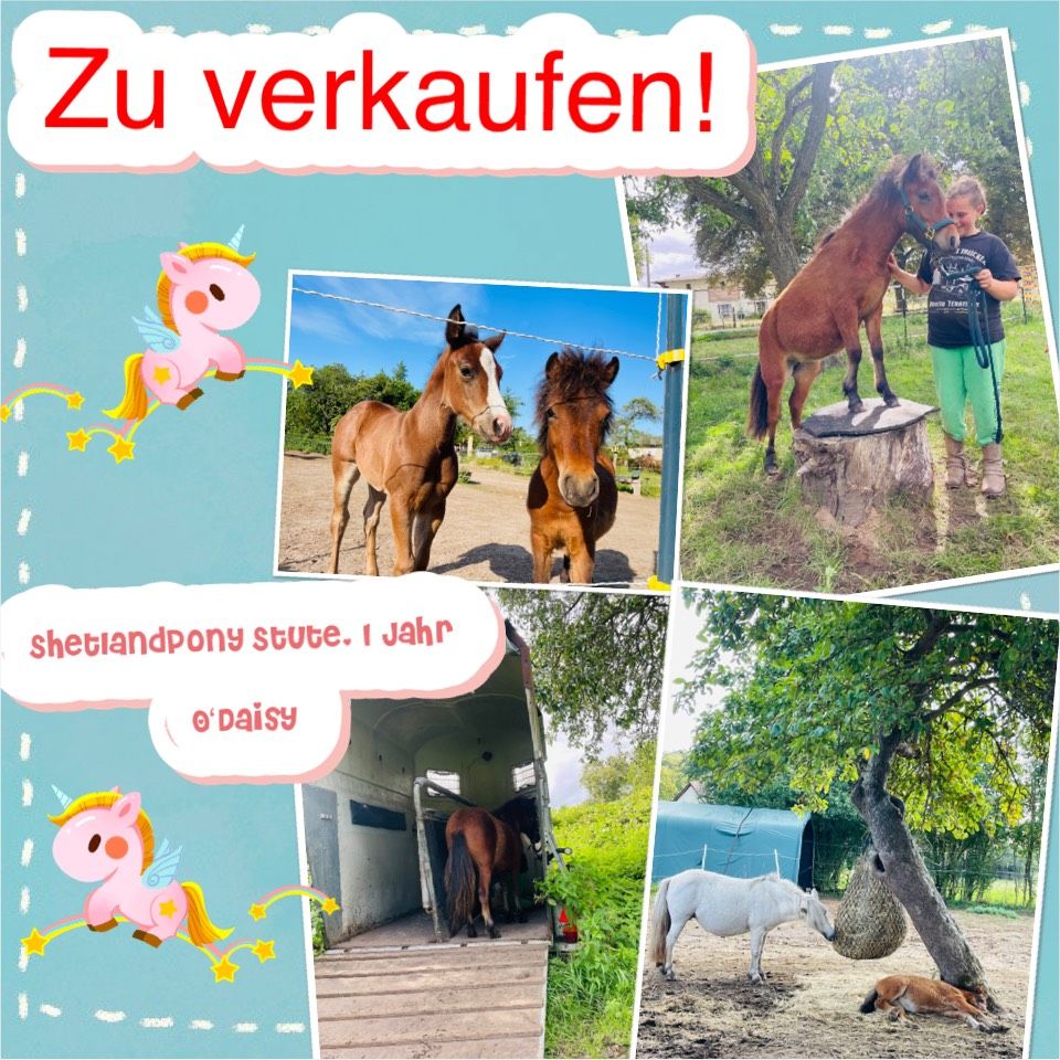 Shetlandpony Stute zu verkaufen in Bandelin