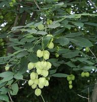 Gemeine Pimpernuss 60-80cm - Staphylea pinnata Niedersachsen - Bad Zwischenahn Vorschau