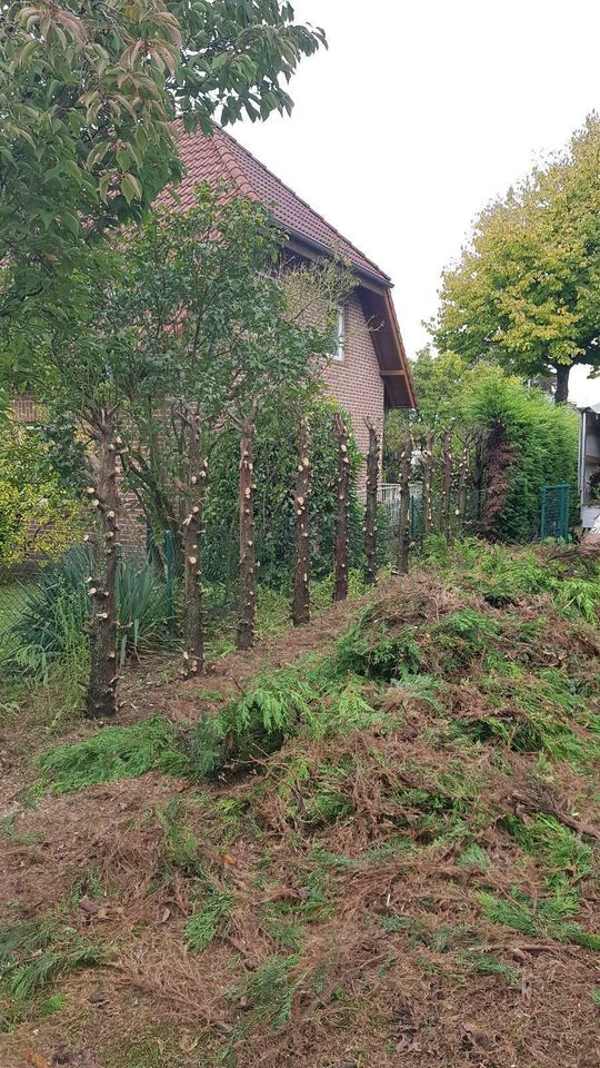 Sträucher schneiden Hecke Garten Weißdorn liguster Lorbeerschnitt in Goch