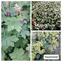 Stauden, Pflanzen, Gartenpflanzen Schleswig-Holstein - Schafstedt Vorschau