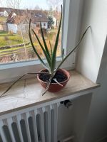 Aloe Für ihre Aufzucht Baden-Württemberg - Bisingen Vorschau