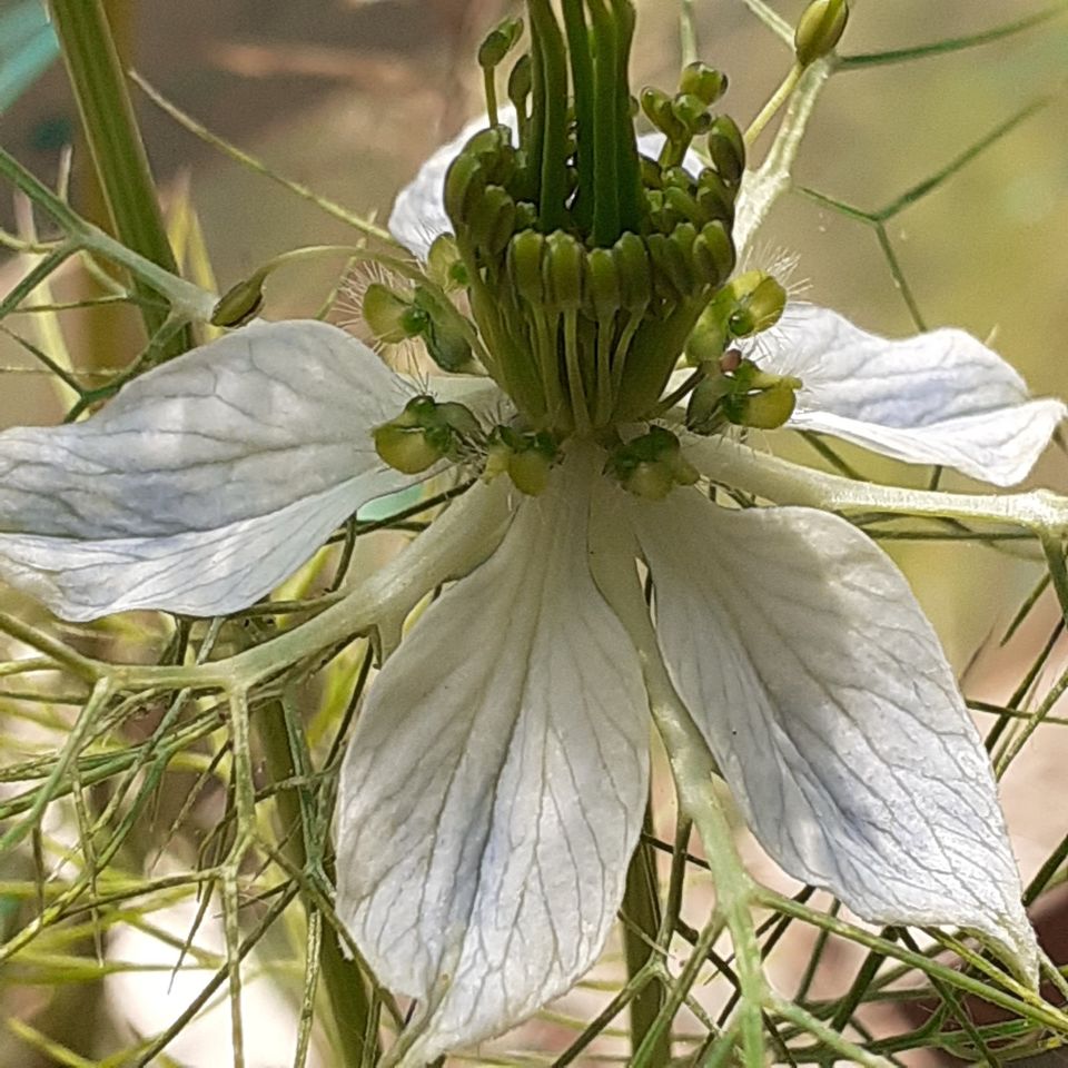 Samen_ Nigella_Jungfer im Grünen_weißblau_ !!! in Rostock