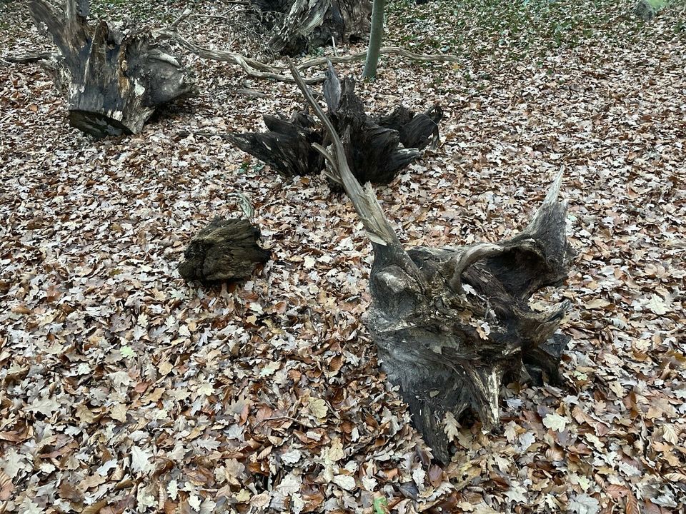 Baumwurzel, Eichenwurzel, alte Baumwurzel, Gartengestaltung in Dötlingen