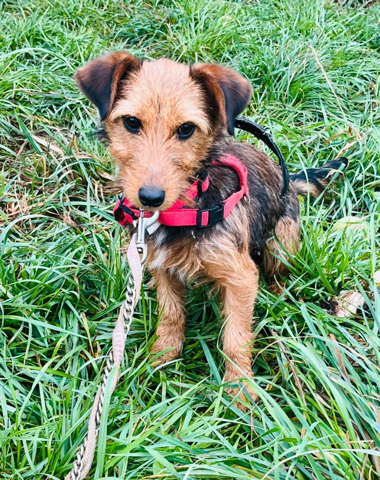 TRIONKA, Terrier Mix, geb. 01/2022 in Aarbergen