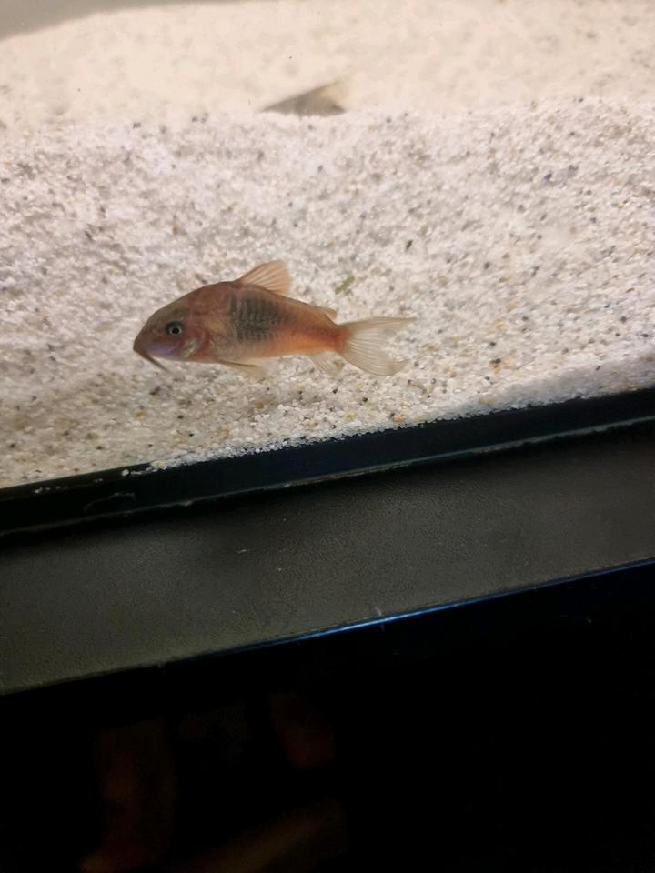 Panzerwelse Corydoras Venezuelanus "Orange" Zuchtgruppe 6 Stück in Magstadt