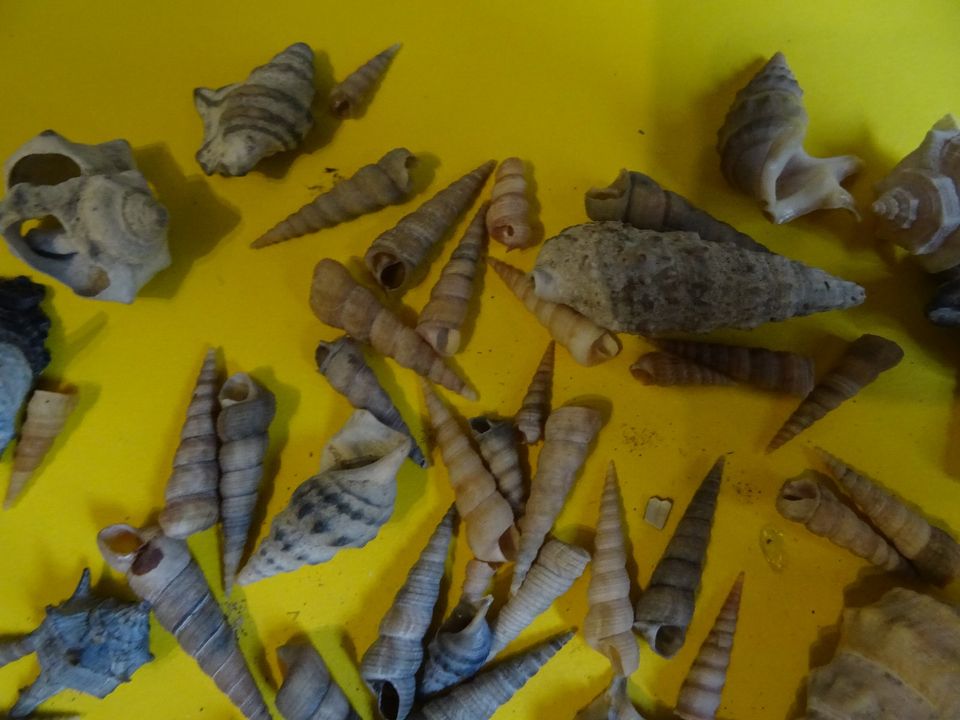 Kleine Muscheln , Muschel , Meeresmuscheln in Stuttgart