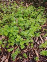 Waldmeister, winterhart Schleswig-Holstein - Heiligenstedten Vorschau