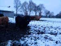 Highland Cattle Absetzer Färse Niedersachsen - Stelle Vorschau