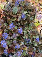 Ajuga braune Blätter blaue Blüten Bayern - Bischofsheim Vorschau