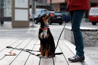 Anti-Giftköder Hundetraining: Hundeschule in Kernen und Umgebung Baden-Württemberg - Kernen im Remstal Vorschau