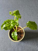 Alocasia Portadora Baden-Württemberg - Gärtringen Vorschau