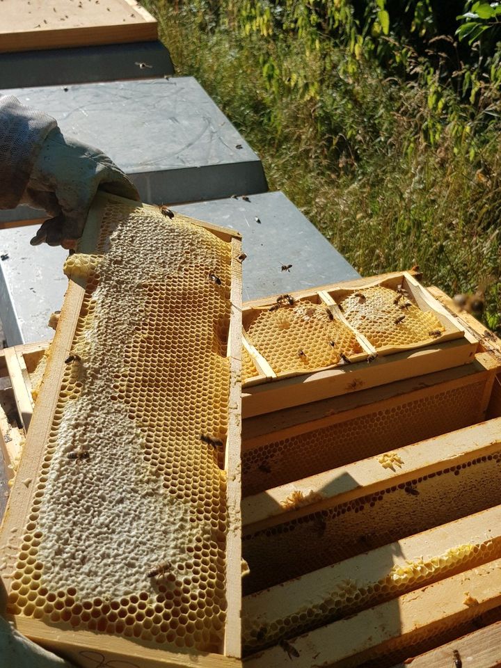 Bienenhonig Honig Frühtracht und Sommerblüte in Boxberg