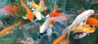 Koi Butterfly Schleierkoi Teichfische Zierfische Farbkarpfen Niedersachsen - Ilsede Vorschau