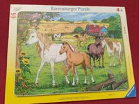 Ravensburger Puzzle Pferde 4+ gebraucht Hannover - Bothfeld-Vahrenheide Vorschau