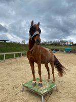 Reit- oder Pflegebeteiligung - Pferd sucht Mensch Hessen - Eltville Vorschau