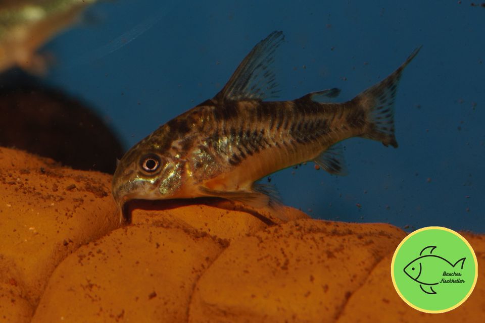 Marmorierte Panzerwelse - Corydoras paleatus in Barsinghausen