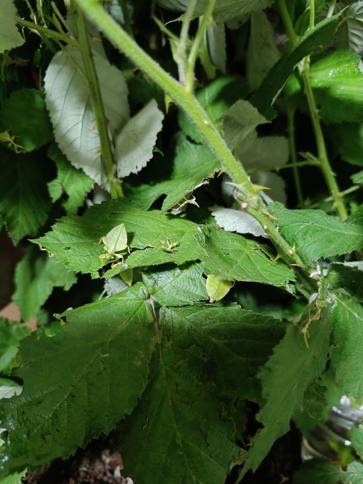 Wandelndes Blatt (Phyllium philippinicum) Wandelnde Blätter in Krefeld