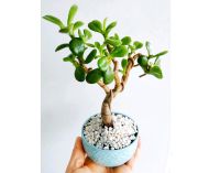 Bonsai S/ Zimmerpflanze Baden-Württemberg - Fellbach Vorschau