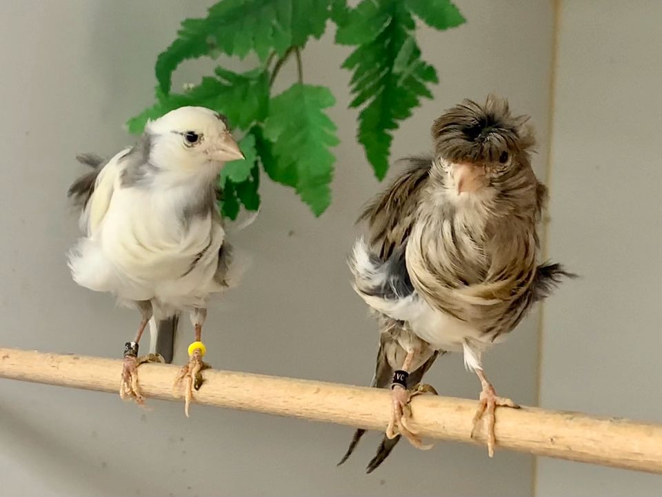 Fiorino Kanarienvögel, Hähne in Gütersloh