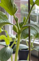 Gurkenpflanzen verschiedene Sorten, Salatgurke,Mini, Einlegegurke Niedersachsen - Hinte Vorschau