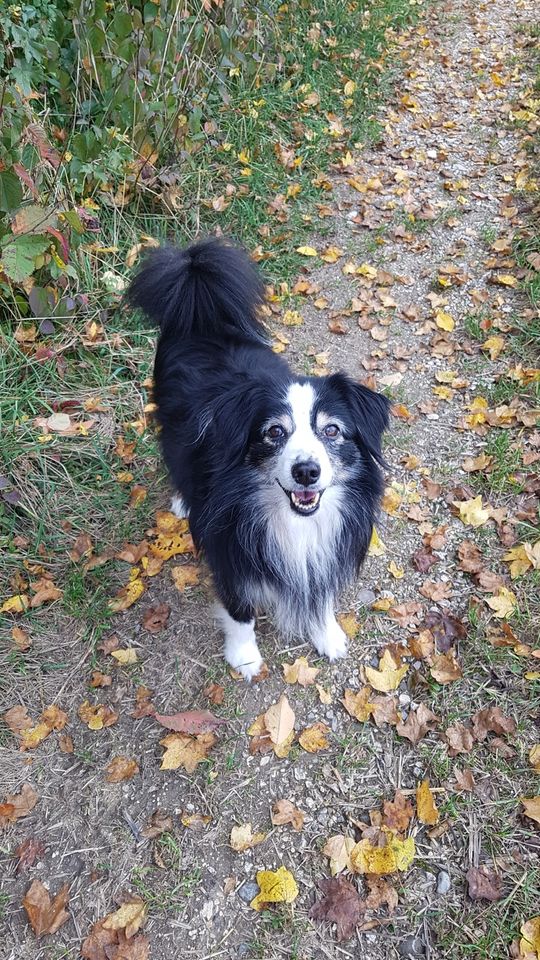 Hundebetreuung mit viel ❤️ in Illertissen