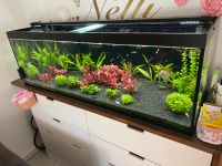 Aquarium 375 Liter 150x50x50cm Stuttgart - Möhringen Vorschau