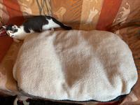 Katzen- oder Hundebett Baden-Württemberg - Überlingen Vorschau