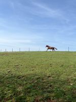 Reitbeteiligung Pferde suchen Reiter/in Rheinland-Pfalz - Gerbach Vorschau