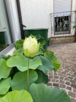 Lotos Pflanze creme bis gelbblühend Bayern - Obermichelbach Vorschau