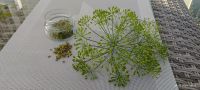 Dill Saat von 2023 Gewürz für Gurkensalat oder Sauerkraut Bayern - Gaimersheim Vorschau