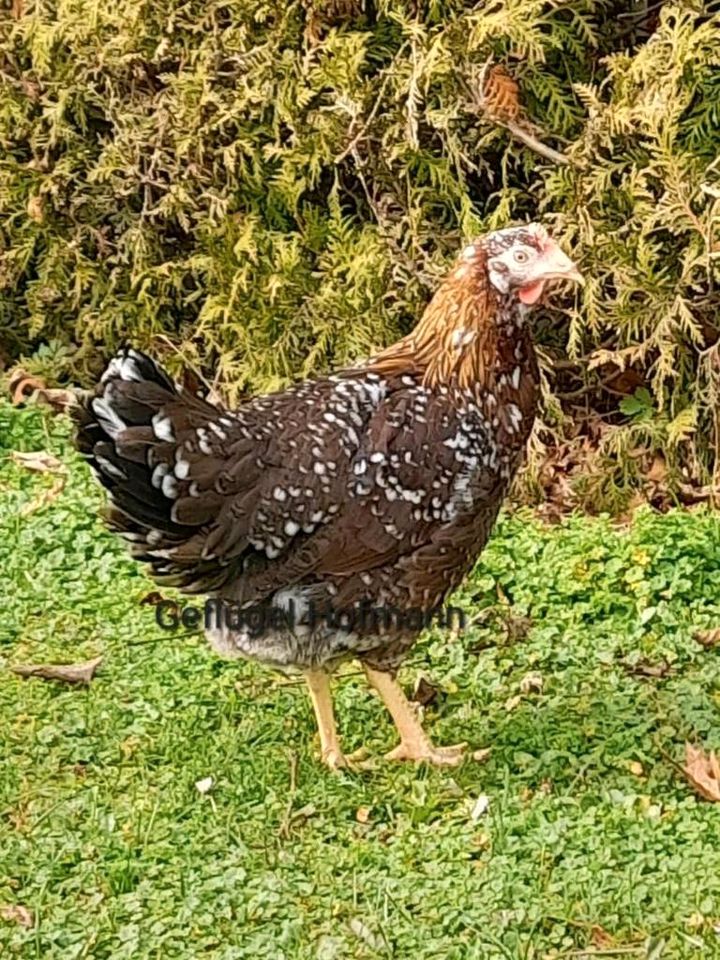 Geflügelverkauf in Waldsassen, Hühner,Enten, Gänse, Wachteln in Waldsassen