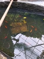 5 Goldfische zu verschenken Essen - Bergerhausen Vorschau