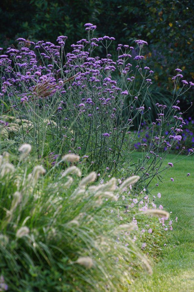 Staude, Ableger, Eisenkraut, Verbena in Tostedt