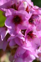 Pflanze "Bergenie" mit pinkfarbenden Blüten im Frühjahr/Herbst Güstrow - Landkreis - Güstrow Vorschau