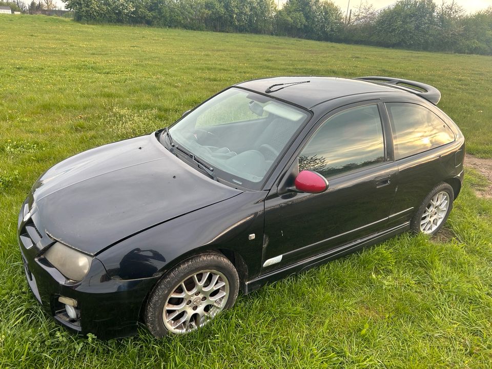 Mg zr als Schlachter oder Export in Grimmen