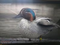 Zierenten - Wasserziergeflügel Niedersachsen - Großenkneten Vorschau