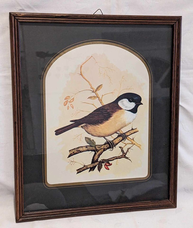 Gerahmte Bilder (5 Stück) mit dem Motiv "Waldvögel" zu verkaufen in Kevelaer