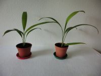 Palmgras, Molineria capitulata, Curculigo recurvata kleine Palme Baden-Württemberg - Mannheim Vorschau