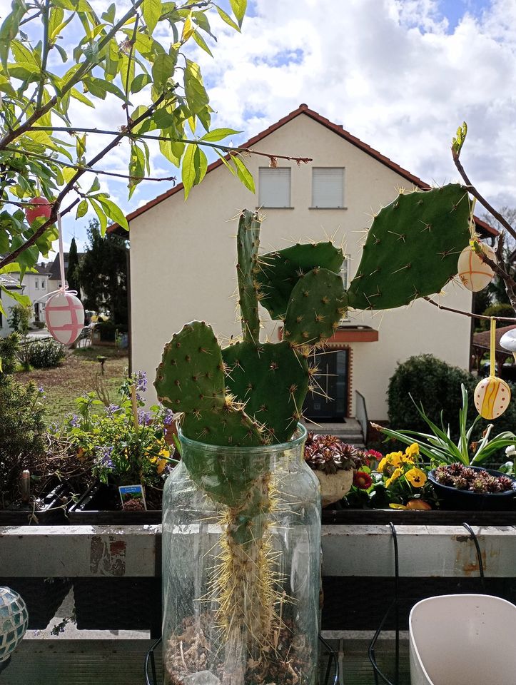 Großer Kaktus, Stacheliges Monster im Glas in Eppelheim