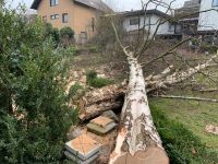 Baumfällung, Baum fällen, Baumschnitt, Wurzelfräsen Nordrhein-Westfalen - Löhne Vorschau