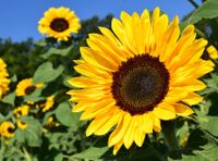 Sonnenblumensamen , Sonnenblumen ,Samen Rheinland-Pfalz - Niederfischbach Vorschau