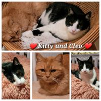 Katze, Kater, EKH, BKH Mix, kastriert ❤️ Kitty & Cleo ❤️ Brandenburg - Herzberg/Elster Vorschau