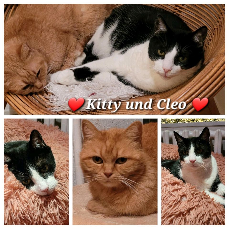 Katze, Kater, EKH, BKH Mix, kastriert ❤️ Kitty & Cleo ❤️ in Herzberg/Elster